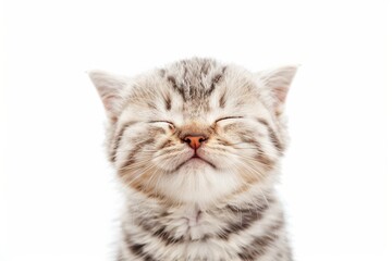 Obraz premium Smiling Cat. Happy Kitten with Closed Eyes Isolated on White Background