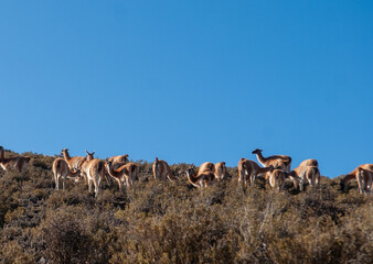 Conjunto de alpacas pastando en alta montaña. Habitad natural dentro de reserva natural