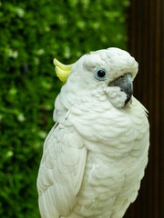 white parrot sitting on a branch close up, green leaves background
