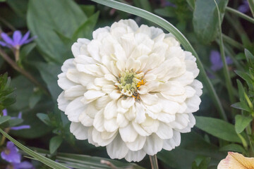 White Flowers