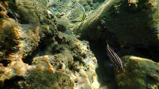 Goldstriped or Six-lined soapfish, scientific name is Grammistes sexlineatus, belongs to the family Grammistidae, it is nocturnal hunter, inhabits coral reefs of the Aqaba gulf, Red Sea