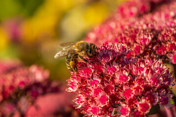 Honey Bee in a Flower Garden