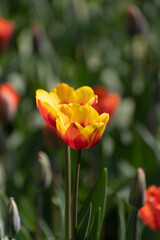 Fototapeta premium Blooming tulips on the lawn of a city park