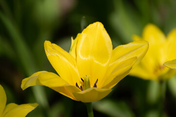 Blooming tulips on the lawn of a city park