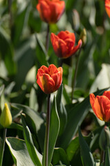 Blooming tulips on the lawn of a city park