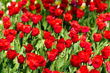 Fototapeta premium Blooming tulips on the lawn of a city park