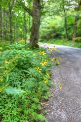 Black-eyed Susans are seen along a rural gravel road in Virginia.