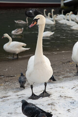 Obraz premium A red-billed swan feeds on a river embankment with pigeons