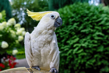 The white parrot Caccadus with a yellow crest sits on a golden cage in a summer garden.