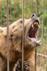 A brown bear behind bars begs for food from zoo visitors