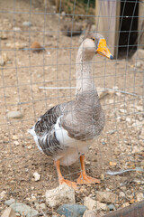 Grey goose with a red beak behind a metal mesh in a zoo