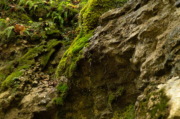 Steep mountain slopes in the gorge, covered with green moss