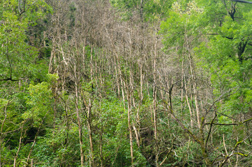 Steep mountain slopes in the gorge, covered with green moss