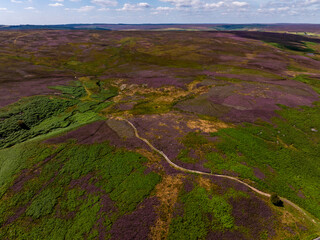 North York Moors Heather North York Moors Heather ,The North York Moors is an upland area in north-eastern Yorkshire, England. It contains one of the largest expanses of heather moorland in england