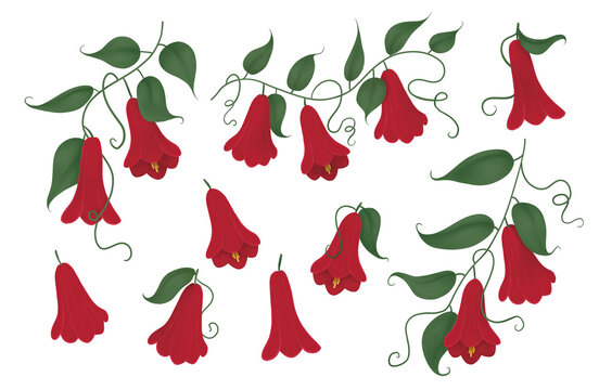 Conjunto de ilustraciones de copihues con fondo transparente