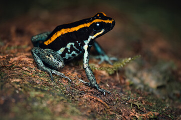 Golfodulcean Poison Frog (Phyllobates vittatus), Osa peninsula, Costa Rica 