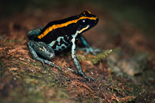 Golfodulcean Poison Frog (Phyllobates vittatus), Osa peninsula, Costa Rica 