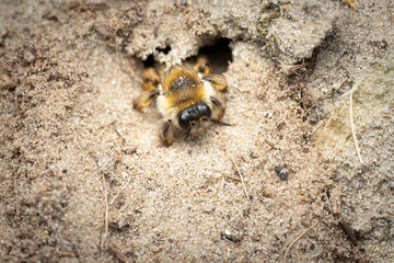 Pantaloon bee (Hairy-legged mining bee)  (Dasypoda hirtipes), female, excavating nesting tunnel in loose sand, Belgium