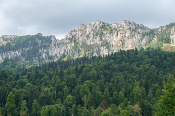 Mountain nature. Forests on hillsides