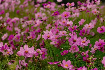 Fototapeta premium Pink Family in Spring: Garden Cosmos Flowers Blooming on Hillside Field