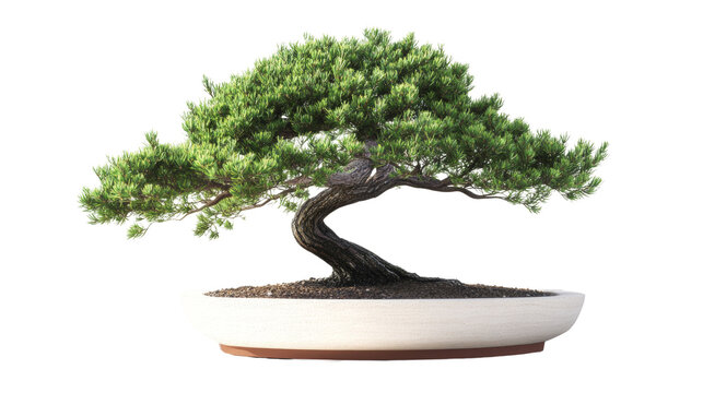 Vivid depiction of a unique juniperus bonsai tree with intricate details, isolated against a clean backdrop, ideal for plant enthusiasts and nature-inspired designs.