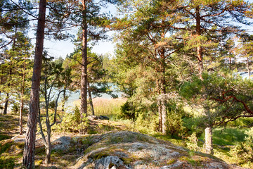 Finnish Forest