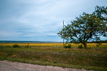 Serene Fields Under Beautifully Cloudy Skies with a Touch of Natures Tranquility