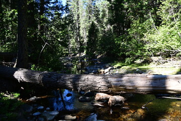 river in the forest