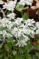 White and Green Flowers