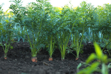 Carrot plants with green leaves growing in garden