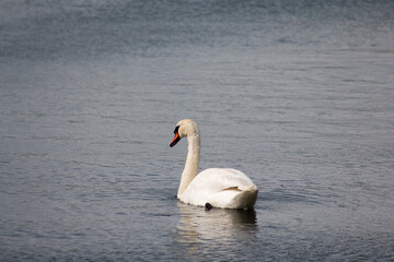 Mute swan