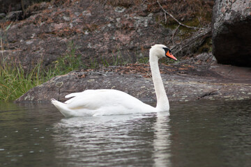 Mute swan