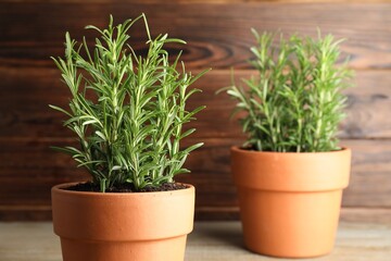 Rosemary plants growing in pots on wooden table. Aromatic herb