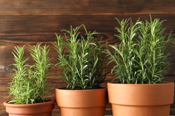 Rosemary plants growing in pots on wooden background, closeup. Aromatic herb
