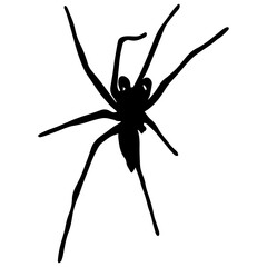 Realistic Spider Isolated On White