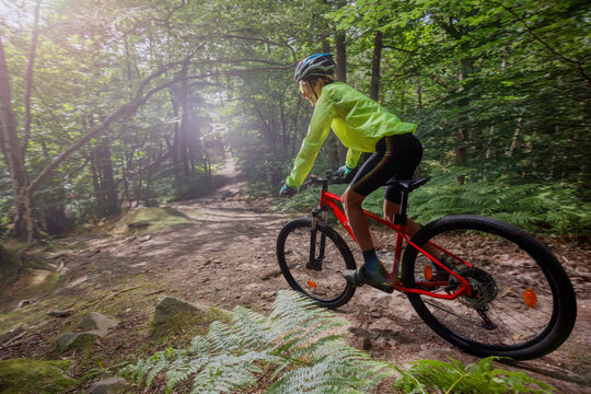 Person biking in a verdant forest, enjoying nature's tranquility