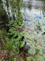 Swamp with water lilies. Pond with marsh plants. River