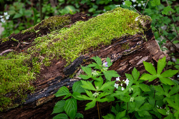 Green moss on a log