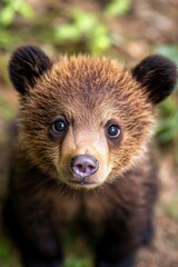 Obraz premium Brown Bear Cub Face. Closeup Portrait of Lovely Baby Bear in Summer Forest