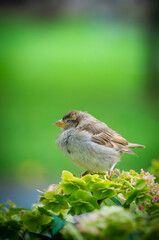 Bird on a perch in the wild