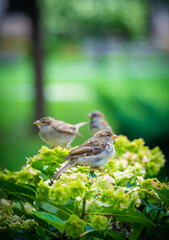 Bird on a perch in the wild