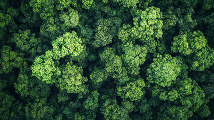 Naklejka premium Aerial view of a forest canopy, showing the dense, unbroken expanse of treetops