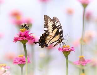 tiger swallowtail butterfly on flower