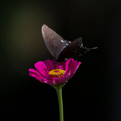 tiger swallowtail butterfly on flower