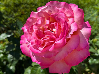 Perfect rose flower with graceful pink petals