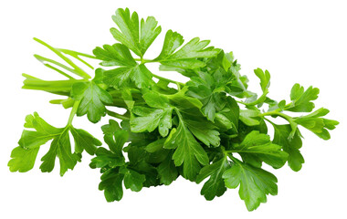 Obraz premium PNG Fresh green parsley leaves bunch