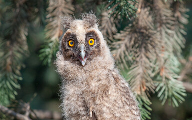 great horned owl