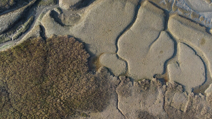 San Francisco Bay tidal marsh