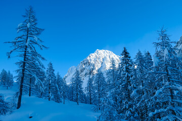 Panoramic view of snow capped mountain peaks of Karawanks mountain range in Bärental valley, Carinthia, Austria. Frozen tree branches in winter wonderland in Austrian Alps. Ski touring at sunrise