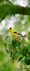 Golden finch on a branch 